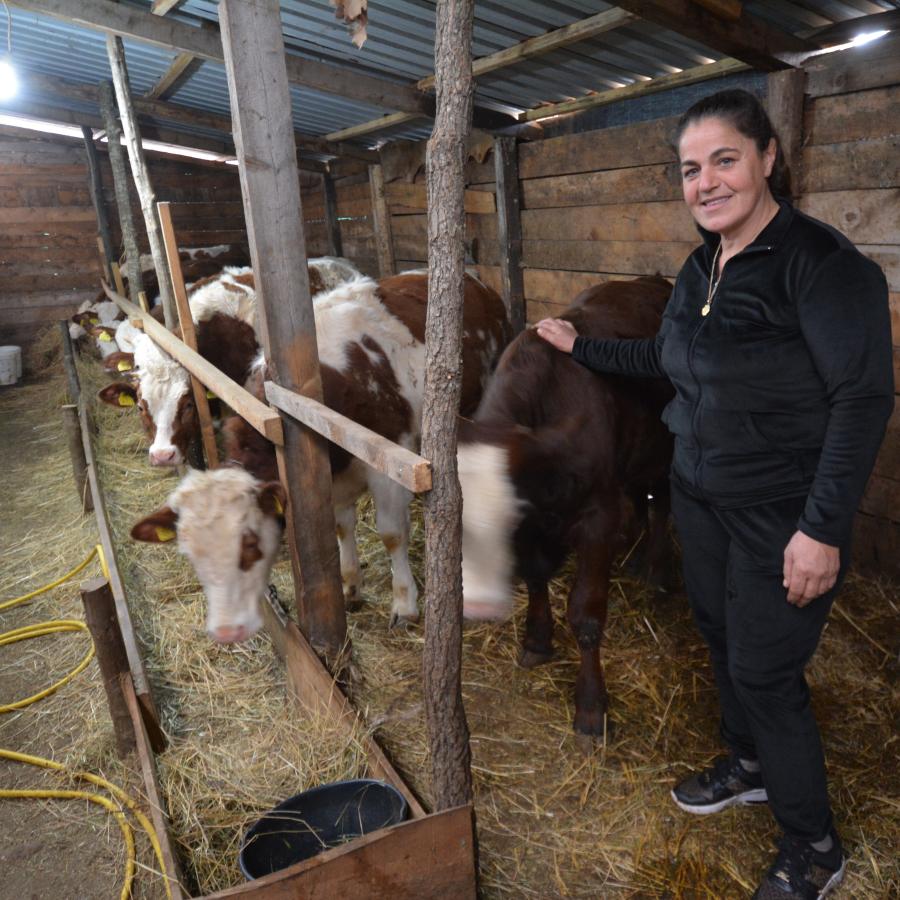 Care for cattle is a profitable occupational therapy. 