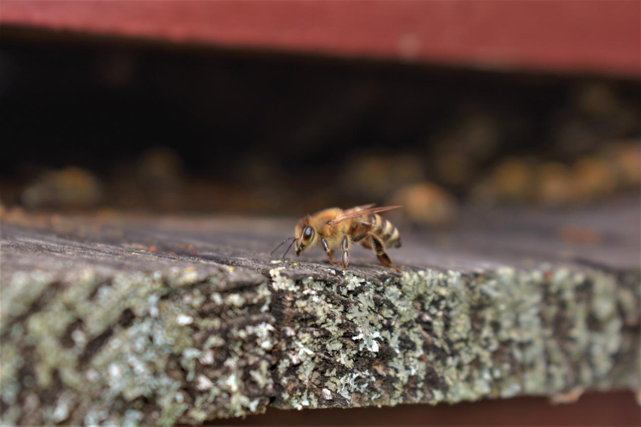 Bee in front of hive