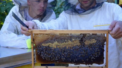 Beekeepers